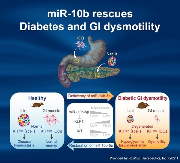 miR-10-5p通過KLF11-KIT通路成為胃腸運動障礙和糖尿病的關鍵調節因子